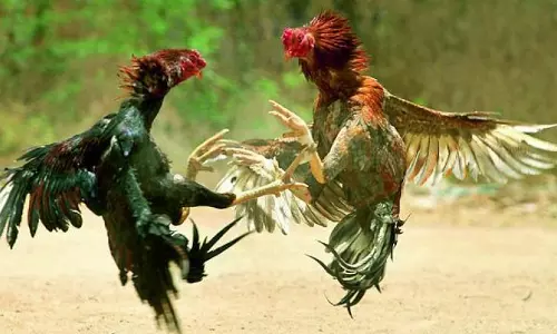 Andhra: गुंडता जुआ नीलामी ने संक्रांति की राजनीति को गरमा दिया Andhra: गुंडता जुआ नीलामी ने संक्रांति की राजनीति को गरमा दिया