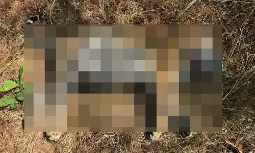 MP : बांधवगढ़ में बाघिन ने लापता 8 महीने के शावक को मार डाला MP : बांधवगढ़ में बाघिन ने लापता 8 महीने के शावक को मार डाला