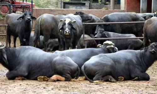कोहरे और पाले से खेती और डेयरी सेक्टर को खतरा: Experts कोहरे और पाले से खेती और डेयरी सेक्टर को खतरा: Experts