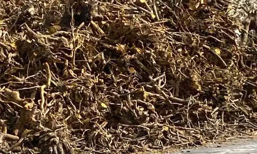 वन विभाग ने चुराह में Kashmal एक्सपोर्ट लाइसेंस पर रोक लगाई
