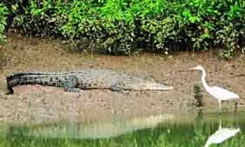 Kendrapara सालाना मगरमच्छों की गिनती के लिए भीतरकनिका बंद