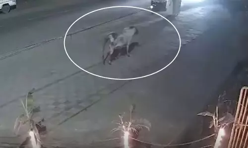 आवारा सांड का तांडव LIVE...महिला को निशाना बनाया...सब डर गए आवारा सांड का तांडव LIVE...महिला को निशाना बनाया...सब डर गए