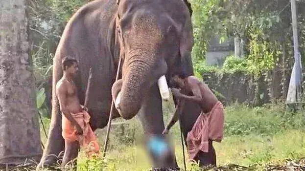 kerala: बच्चे के पिता पर हाथी हादसे में आरोप, पुलिस ने किया गिरफ्तार kerala: बच्चे के पिता पर हाथी हादसे में आरोप, पुलिस ने किया गिरफ्तार