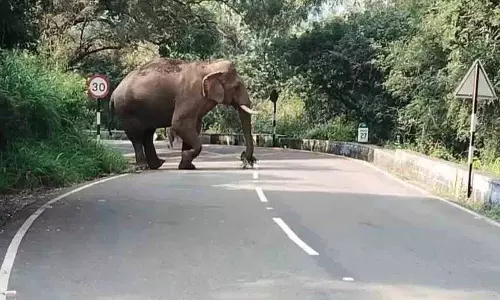Jharkhand के गांवों में दो दिनों में उत्पाती हाथी ने 13 लोगों को मार डाला Jharkhand के गांवों में दो दिनों में उत्पाती हाथी ने 13 लोगों को मार डाला