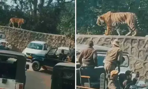 रोमांचक Tourist Video में रणथंभौर किले की दीवार पर घूमता हुआ बाघ दिखा रोमांचक Tourist Video में रणथंभौर किले की दीवार पर घूमता हुआ बाघ दिखा