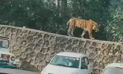 parking एरिया में घुसा टाइगर का बच्चा, पर्यटकों ने लिया सुरक्षा का ख्याल parking एरिया में घुसा टाइगर का बच्चा, पर्यटकों ने लिया सुरक्षा का ख्याल