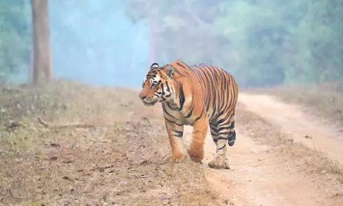 मैसूर एयरपोर्ट पर Tiger  का खौफ: गांव वालों को अलर्ट