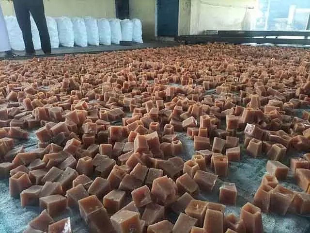 Sugarcane में बीमारी का हमला: गुड़ का उत्पादन घट रहा है Sugarcane में बीमारी का हमला: गुड़ का उत्पादन घट रहा है