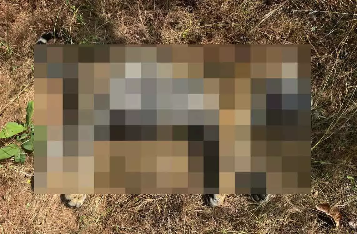 MP : बांधवगढ़ में बाघिन ने लापता 8 महीने के शावक को मार डाला MP : बांधवगढ़ में बाघिन ने लापता 8 महीने के शावक को मार डाला