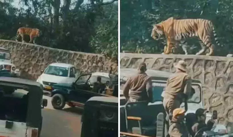 रोमांचक Tourist Video में रणथंभौर किले की दीवार पर घूमता हुआ बाघ दिखा रोमांचक Tourist Video में रणथंभौर किले की दीवार पर घूमता हुआ बाघ दिखा
