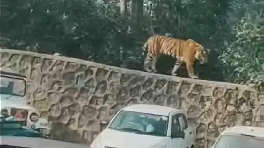 parking एरिया में घुसा टाइगर का बच्चा, पर्यटकों ने लिया सुरक्षा का ख्याल parking एरिया में घुसा टाइगर का बच्चा, पर्यटकों ने लिया सुरक्षा का ख्याल