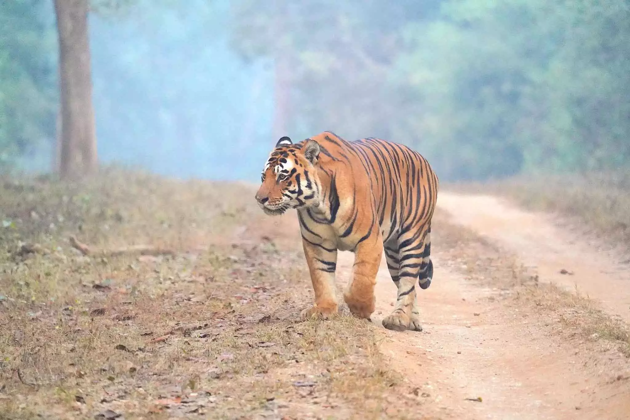 मैसूर एयरपोर्ट पर Tiger का खौफ: गांव वालों को अलर्ट मैसूर एयरपोर्ट पर Tiger का खौफ: गांव वालों को अलर्ट