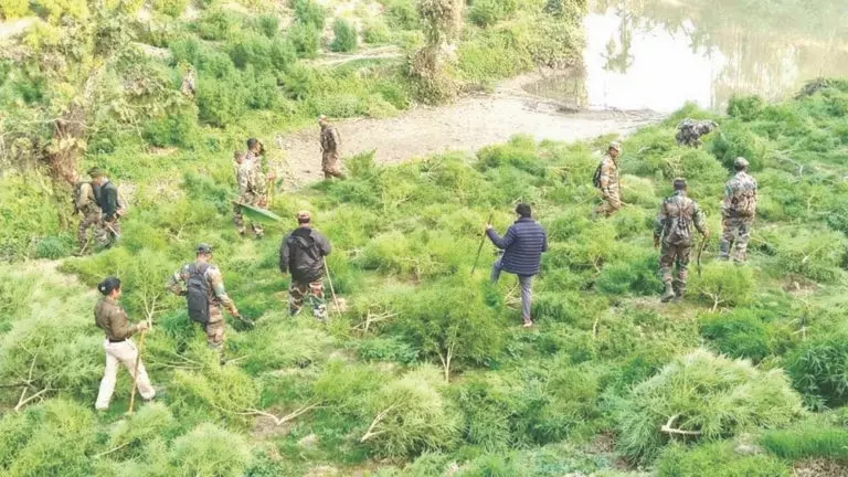 Tripura: त्रिपुरा में 145 करोड़ रुपये कीमत के 30 लाख से ज़्यादा गांजे के पौधे नष्ट किए गए Tripura: त्रिपुरा में 145 करोड़ रुपये कीमत के 30 लाख से ज़्यादा गांजे के पौधे नष्ट किए गए