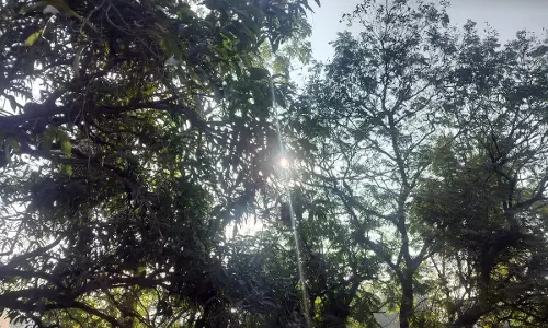 कोल्ड वेव की चपेट में रायपुर शहर समेत कई जिले