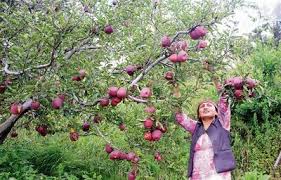 Himachal में सेब के बागवानों ने नई खोज के साथ सूखी सर्दी से लड़ाई लड़ी
