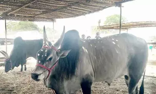 Jallikattu : 15,047 बैल, 5,234 बुलफाइटर रजिस्टर्ड हुए