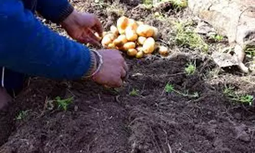 Farrukhabad: आलू की फसल पर तुषार का प्रहार, किसान चिंतित