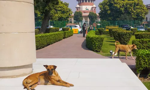 SC का बयान: डर दिखाने वालों पर आवारा कुत्ते कर सकते हैं हमला SC का बयान: डर दिखाने वालों पर आवारा कुत्ते कर सकते हैं हमला