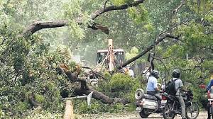 West Delhi  में पीपल के पेड़ की टहनी गिरने से एक व्यक्ति की मौत हो गई