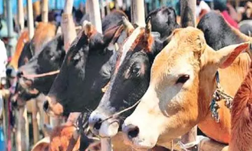 Unnao: पशुचिकित्सक की व्यस्तता से कृत्रिम गर्भाधान प्रभावित Unnao: पशुचिकित्सक की व्यस्तता से कृत्रिम गर्भाधान प्रभावित