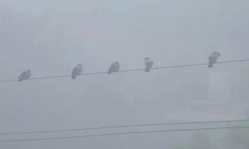 MP : राज्य में घना कोहरा छाया, ठंड से राहत नहीं MP : राज्य में घना कोहरा छाया, ठंड से राहत नहीं