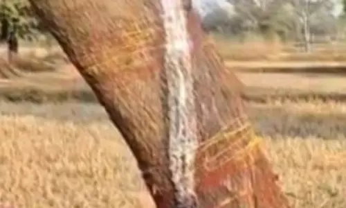 नीम पेड़ में दिखा चमत्कार, आस्था मानकर उमड़ पड़ी भीड़