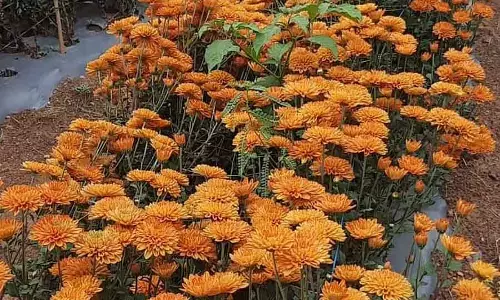 Dhanurmasa के कारण फूल उगाने वाले परेशान: फूलों की मांग में गिरावट Dhanurmasa के कारण फूल उगाने वाले परेशान: फूलों की मांग में गिरावट