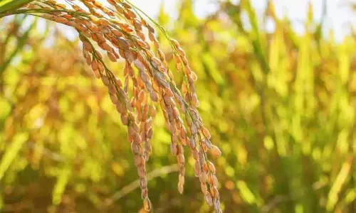 Kerala : धान खरीद किसानों के लिए राहत