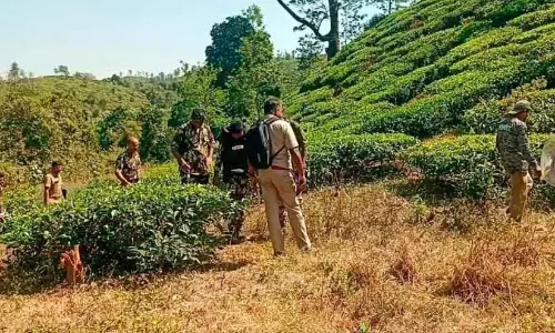 चिरक्करा में बाघ की मौजूदगी; Forest विभाग ने कैमरे लगाए