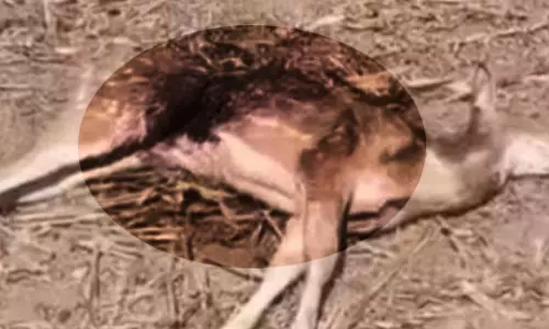 बस्तर में हिरण की लाश मिली