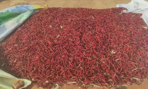Karnataka : मिर्च का इंपोर्ट घटा, कीमतें बढ़ीं