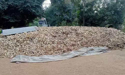 Karnataka : मक्का के लिए मार्केट इंटरवेंशन स्कीम, कीमत ₹2,150 तय की गई Karnataka : मक्का के लिए मार्केट इंटरवेंशन स्कीम, कीमत ₹2,150 तय की गई