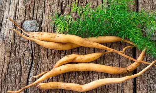 Shatavari का पौधा हमारी प्रकृति में पाया जाता है, इसके क्या फायदे हैं?