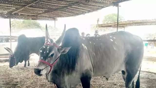 Jallikattu : 15,047 बैल, 5,234 बुलफाइटर रजिस्टर्ड हुए Jallikattu : 15,047 बैल, 5,234 बुलफाइटर रजिस्टर्ड हुए