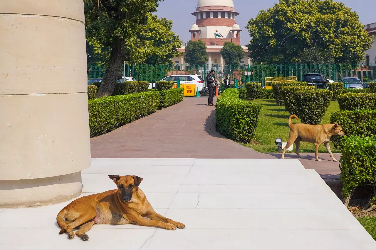 SC का बयान: डर दिखाने वालों पर आवारा कुत्ते कर सकते हैं हमला SC का बयान: डर दिखाने वालों पर आवारा कुत्ते कर सकते हैं हमला