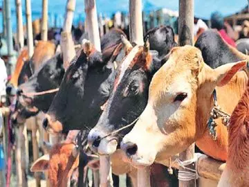 Unnao: पशुचिकित्सक की व्यस्तता से कृत्रिम गर्भाधान प्रभावित Unnao: पशुचिकित्सक की व्यस्तता से कृत्रिम गर्भाधान प्रभावित