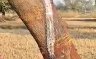 नीम पेड़ में दिखा चमत्कार, आस्था मानकर उमड़ पड़ी भीड़ नीम पेड़ में दिखा चमत्कार, आस्था मानकर उमड़ पड़ी भीड़