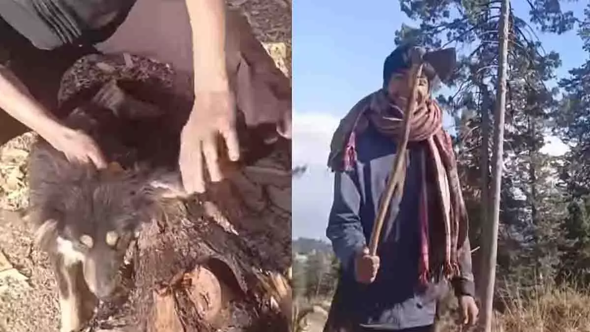 Kashmir: कुत्ते का कान काटकर रील बनाने पर दो लड़कों पर कार्रवाई Kashmir: कुत्ते का कान काटकर रील बनाने पर दो लड़कों पर कार्रवाई