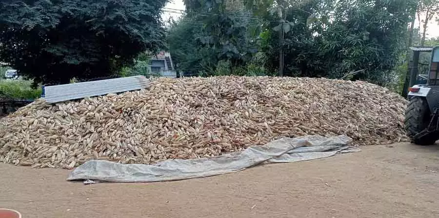 Karnataka : मक्का के लिए मार्केट इंटरवेंशन स्कीम, कीमत ₹2,150 तय की गई Karnataka : मक्का के लिए मार्केट इंटरवेंशन स्कीम, कीमत ₹2,150 तय की गई