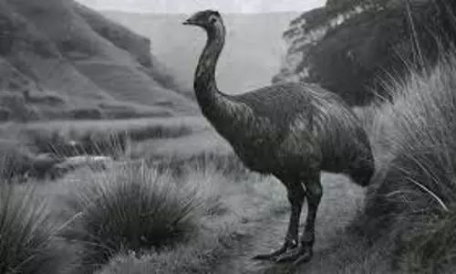 Extinct Animals: वैज्ञानिकों ने शुरू की मोआ को जिंदा करने की तैयारी Extinct Animals: वैज्ञानिकों ने शुरू की मोआ को जिंदा करने की तैयारी