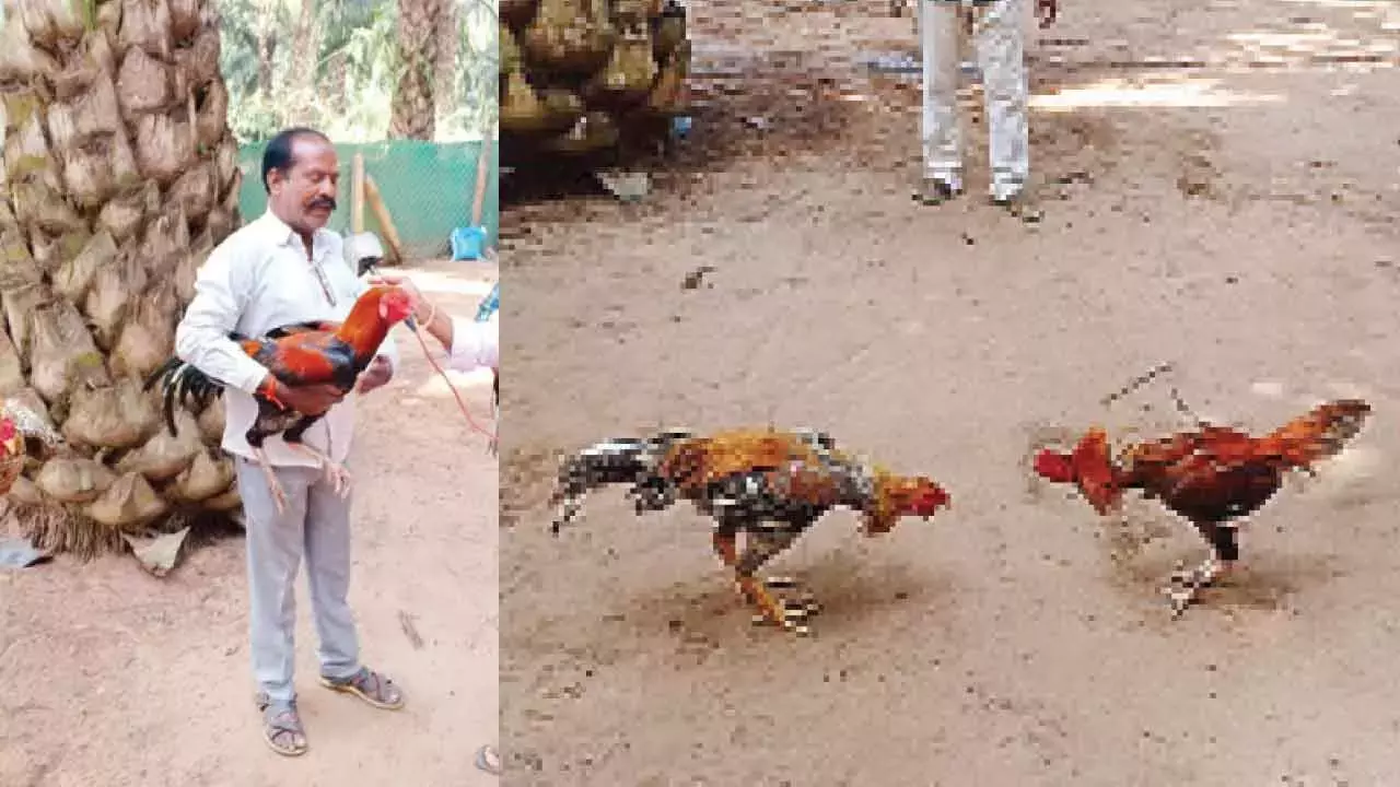 संक्रांति स्पेशल मुर्गों की लड़ाई, Telangan के मुर्गों का आंध्र प्रदेश में दबदबा