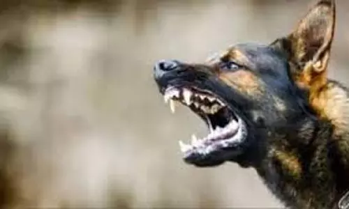 Up News :  लावारिस कुत्ते के हमले से  बच्चा गंभीर रूप से घायल