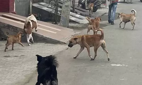 आवारा कुत्तों का आतंक Malerkotla के निवासियों को परेशान कर रहा है आवारा कुत्तों का आतंक Malerkotla के निवासियों को परेशान कर रहा है