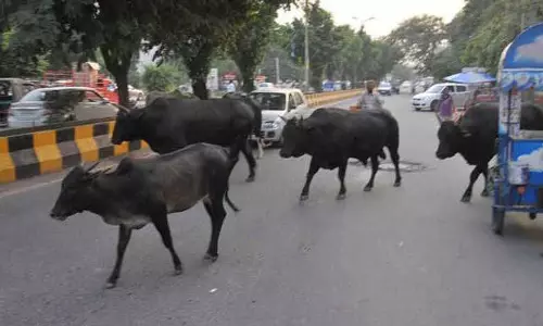 Kangra में आवारा पशुओं के बढ़ते खतरे के बीच गुस्सैल सांड को बचाया गया Kangra में आवारा पशुओं के बढ़ते खतरे के बीच गुस्सैल सांड को बचाया गया