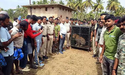 Channapatna : खाली कुएं में गिरे नर तेंदुए को बचाया गया