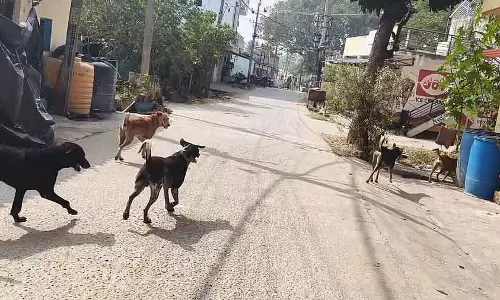 Tiptur : कुत्तों के लिए नसबंदी सर्जरी की मांग Tiptur : कुत्तों के लिए नसबंदी सर्जरी की मांग