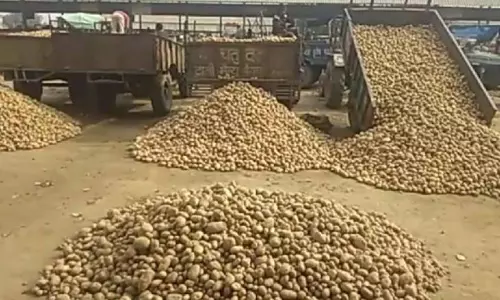 Farrukhabad: सातनपुर मंडी में आलू का कारोबार सामान्य Farrukhabad: सातनपुर मंडी में आलू का कारोबार सामान्य