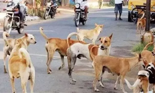 Indore: निगम ने कुत्तों के लिए सख्त फीडिंग नियम लागू किए