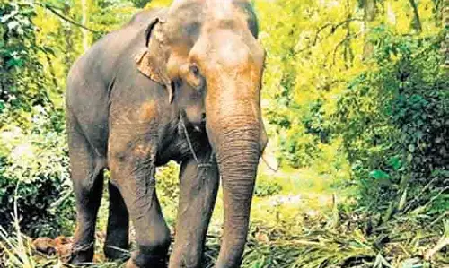 Jharkhand: उत्पाती हाथी ने 2 और लोगों की जान ली Jharkhand: उत्पाती हाथी ने 2 और लोगों की जान ली
