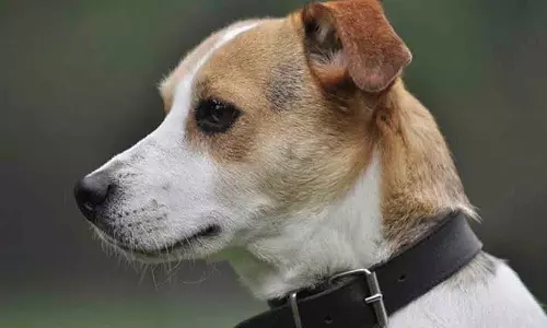 Pet Dog को चाकू मारकर मारने के आरोप में मीट बेचने वाला गिरफ्तार